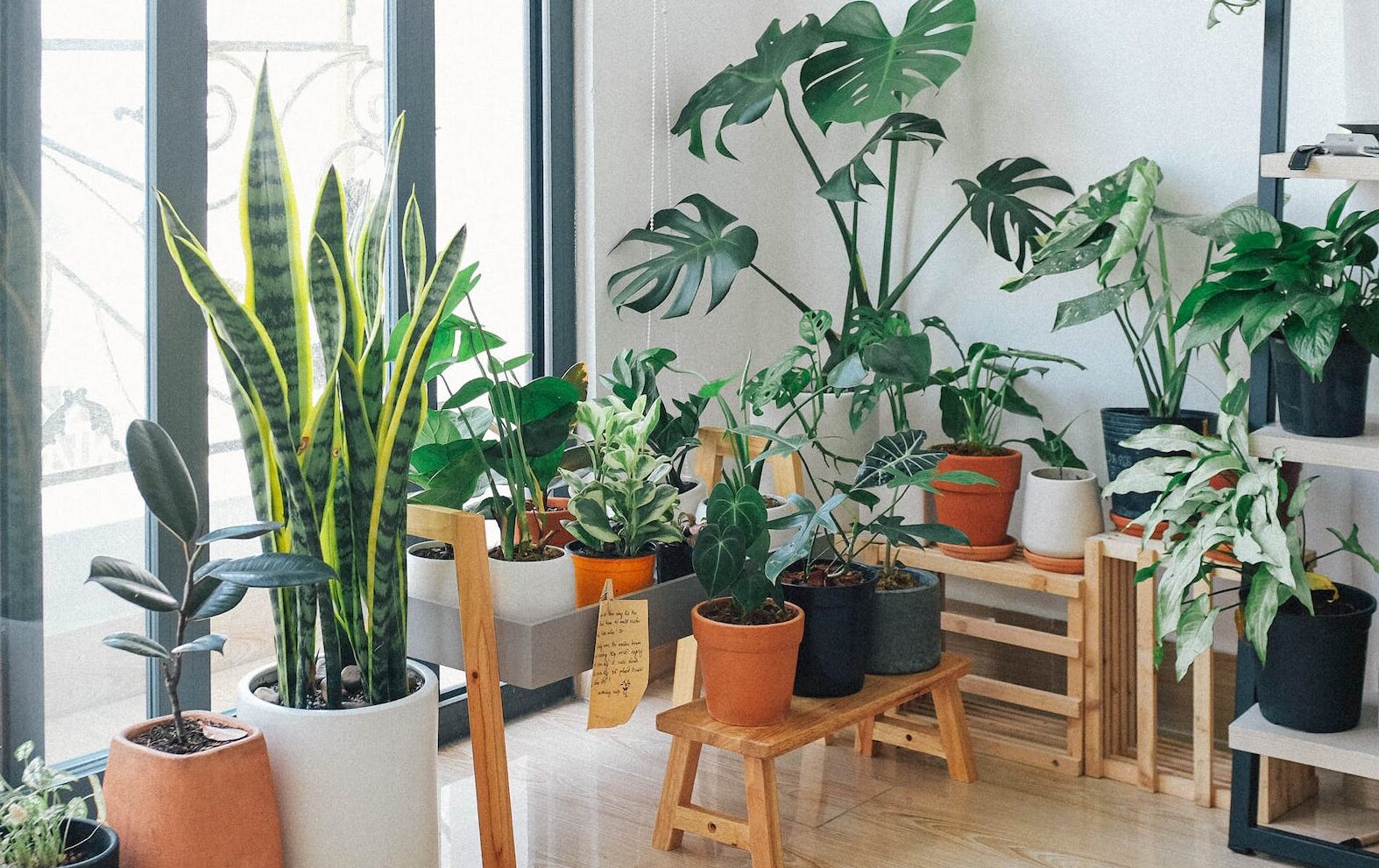 potted green indoor plants