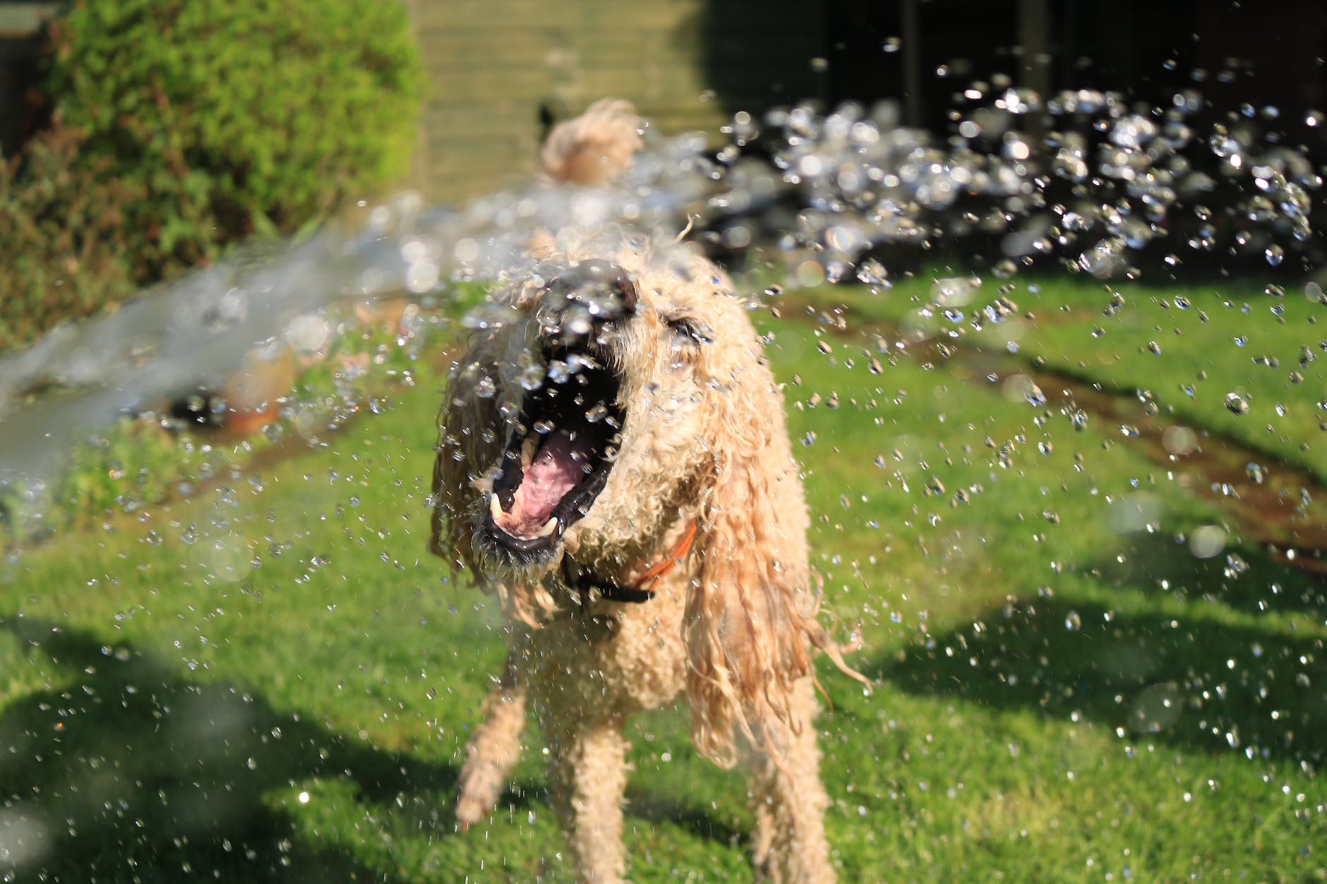 soaked wet long coated dog opens mouth at water streams on green grass